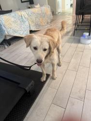 Found/Stray Male Dog last seen Williams way, Richmond, TX 77469