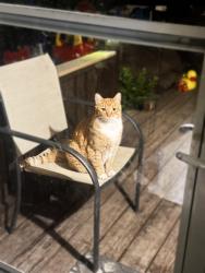 Lost Male Cat last seen North Section St., South Lebanon, OH 45065