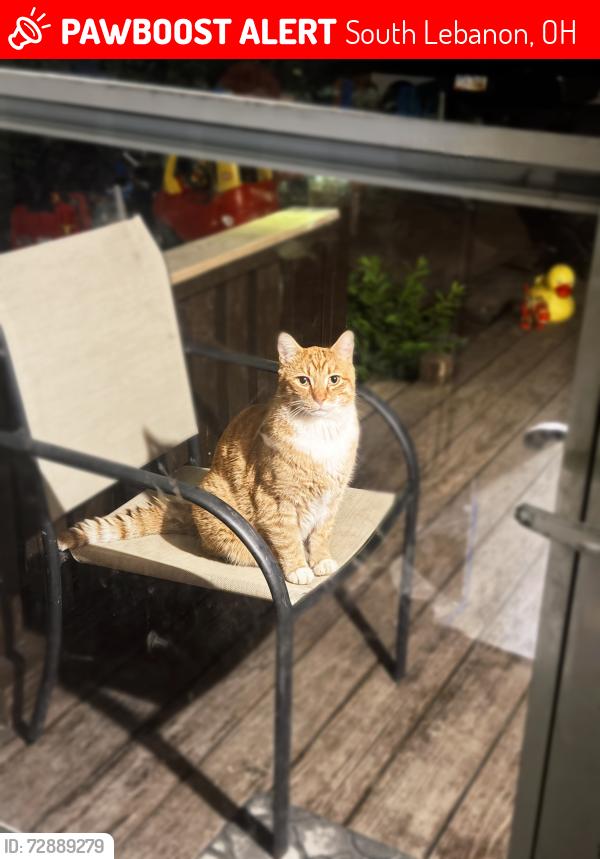 Lost Male Cat last seen North Section St., South Lebanon, OH 45065