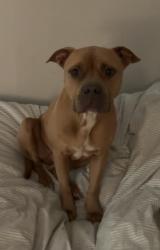 Found/Stray Female Dog last seen 22nd Ave s and 20th st s, St. Petersburg, FL 33710