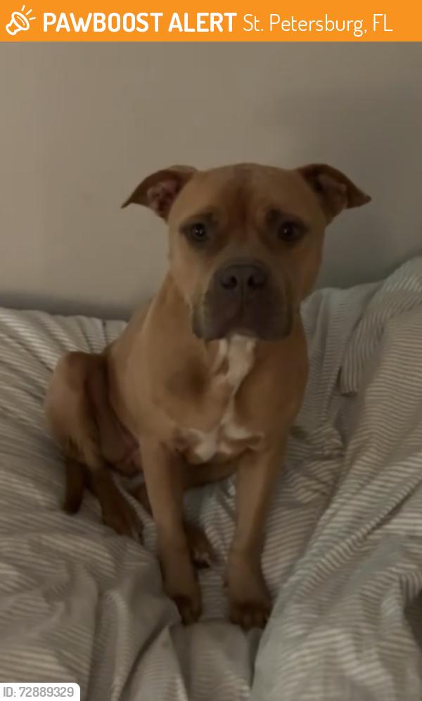 Found/Stray Female Dog last seen 22nd Ave s and 20th st s, St. Petersburg, FL 33710