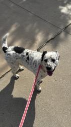 Found/Stray Male Dog last seen Bugatti Drive and Nighthawk Dr ( GrayHawk community), Frisco, TX 75033
