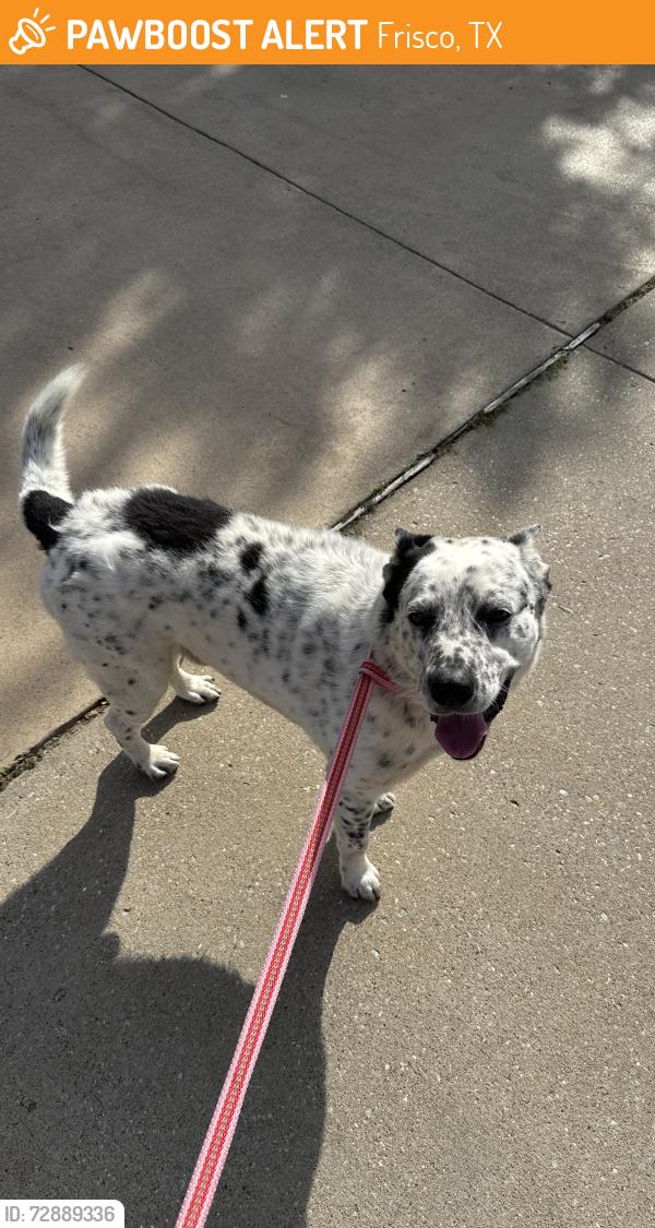 Found/Stray Male Dog last seen Bugatti Drive and Nighthawk Dr ( GrayHawk community), Frisco, TX 75033