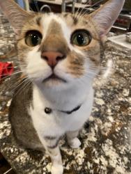 Lost Male Dog last seen Queens road west, Charlotte, NC 28207