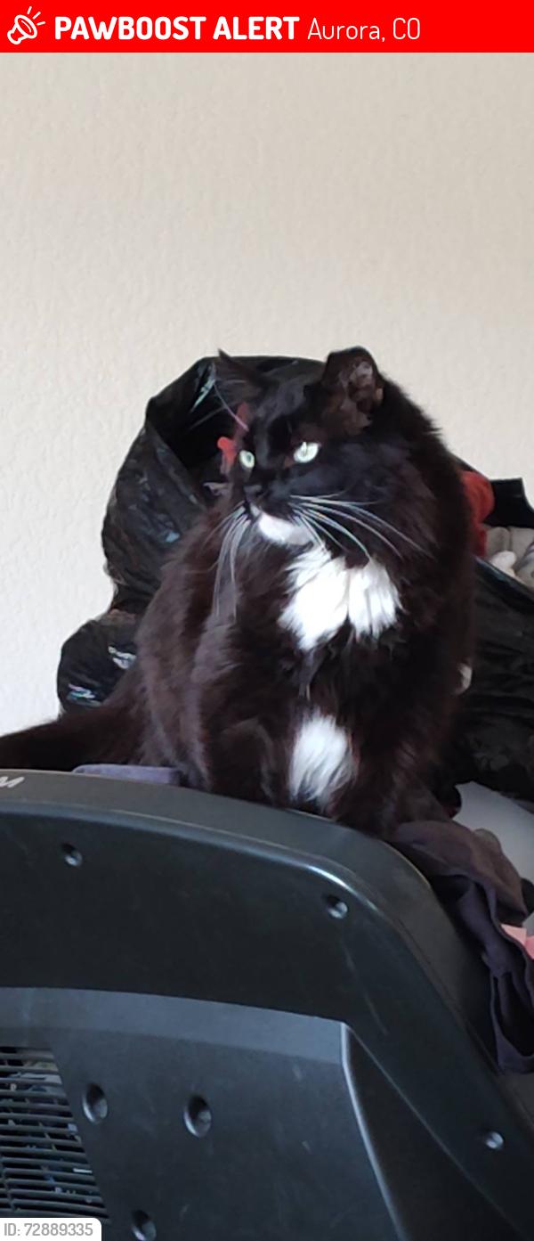 Lost Male Cat last seen Quincy plans parkway , Aurora, CO 80018