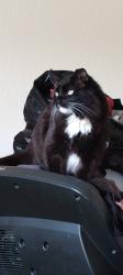Lost Male Cat last seen Quincy plans parkway , Aurora, CO 80018