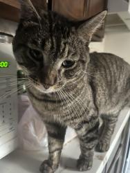 Lost Male Cat last seen Vons, Gardena, CA 90247