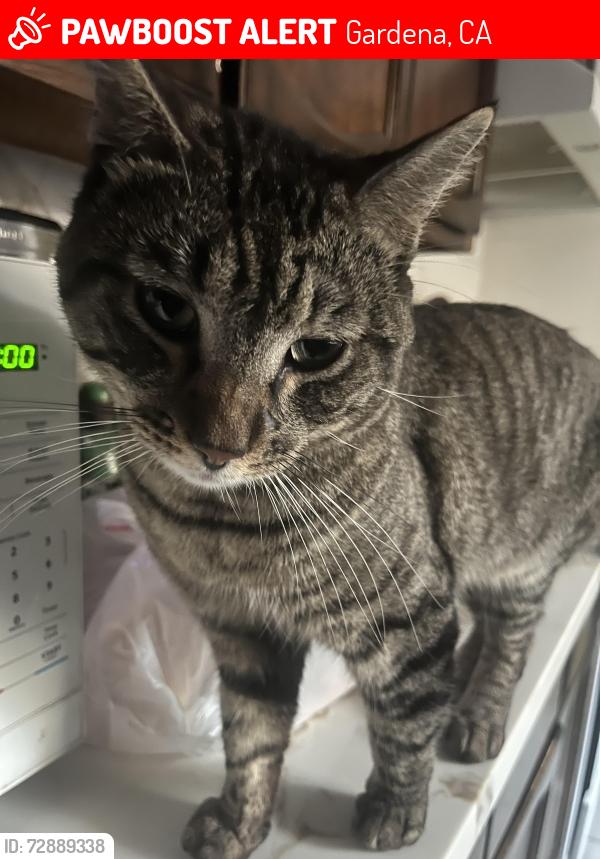 Lost Male Cat last seen Vons, Gardena, CA 90247