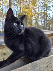 Reunited Male Cat last seen Peppergrass and Kelp , Middleburg, FL 32068