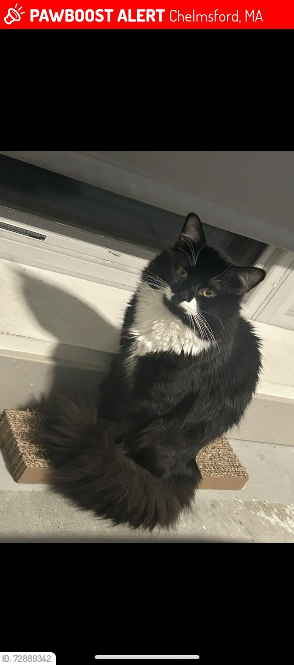 Lost Male Cat last seen Hall rd Chelmsford, Chelmsford, MA 01824