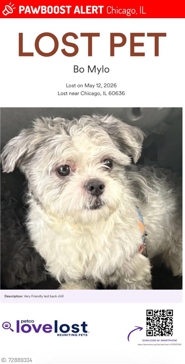 Lost Male Dog last seen 63rd Ashland, Chicago, IL 60636