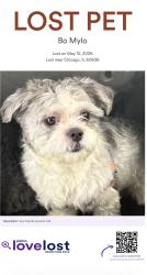 Lost Male Dog last seen 63rd Ashland, Chicago, IL 60636