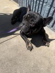 Lost Male Dog last seen oakland st, Atlanta, GA 30310