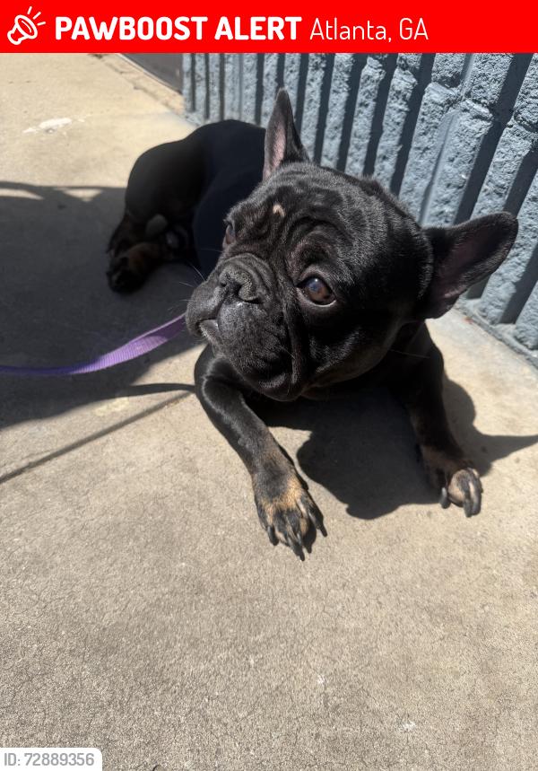 Lost Male Dog last seen oakland st, Atlanta, GA 30310