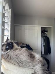 Lost Male Cat last seen East central Ave. and Grand Prix Way , Morgan Hill, CA 95037