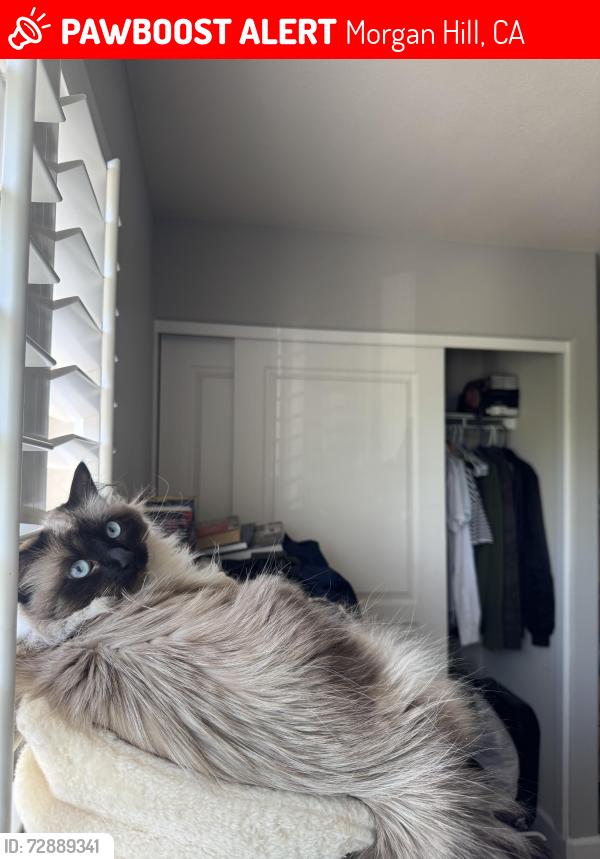Lost Male Cat last seen East central Ave. and Grand Prix Way, Morgan Hill, CA 95037