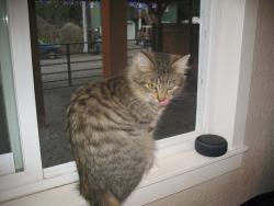 Lost Female Cat last seen Neighborhood, Granite Falls, WA 98252