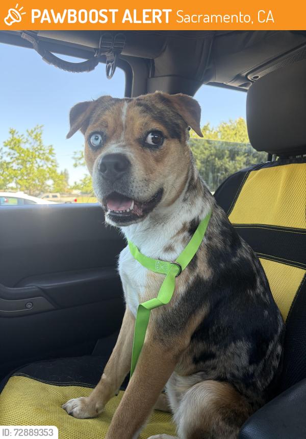 Found/Stray Female Dog last seen William Daylor High School, Sacramento, CA 95823