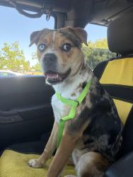 Found/Stray Female Dog last seen William Daylor High School, Sacramento, CA 95823