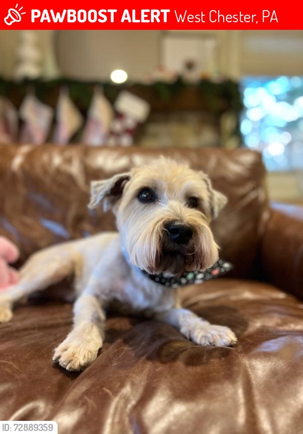 Lost Male Dog last seen Kelly Ann Drive, Hiddenview Drive -- West Bradford twp, Chester County PA, West Chester, PA 19380