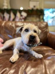 Lost Male Dog last seen Kelly Ann Drive, Hiddenview Drive -- West Bradford twp, Chester County PA, West Chester, PA 19380