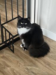 Lost Male Cat last seen Near walnut tree hill road, sandy hook, ct, Newtown, CT 06482