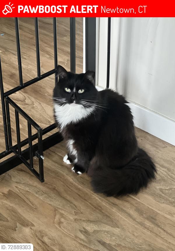 Lost Male Cat last seen Near walnut tree hill road, sandy hook, ct, Newtown, CT 06482