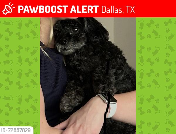 Lost Female Dog last seen Prestonwood Country Club cndmniums at Preston and Arapaho , Dallas, TX 75248