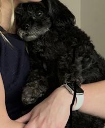 Lost Female Dog last seen Prestonwood Country Club cndmniums at Preston and Arapaho , Dallas, TX 75248