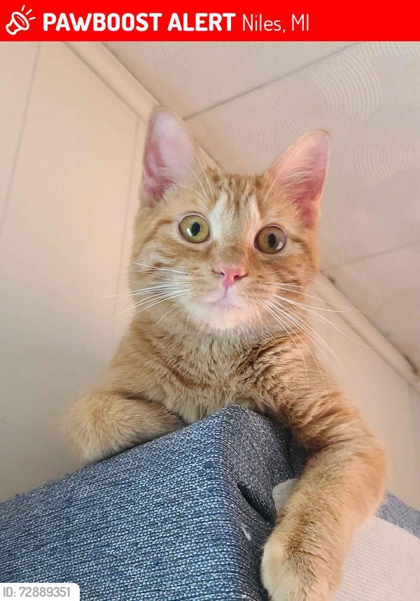 Lost Female Cat last seen Stateline Road and 13th Street, Niles, MI 49120
