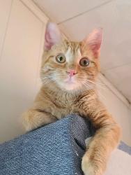 Lost Female Cat last seen Stateline Road and 13th Street, Niles, MI 49120