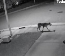 Found/Stray Unknown Dog last seen Junction & Woodcreek, Roseville, CA 95747