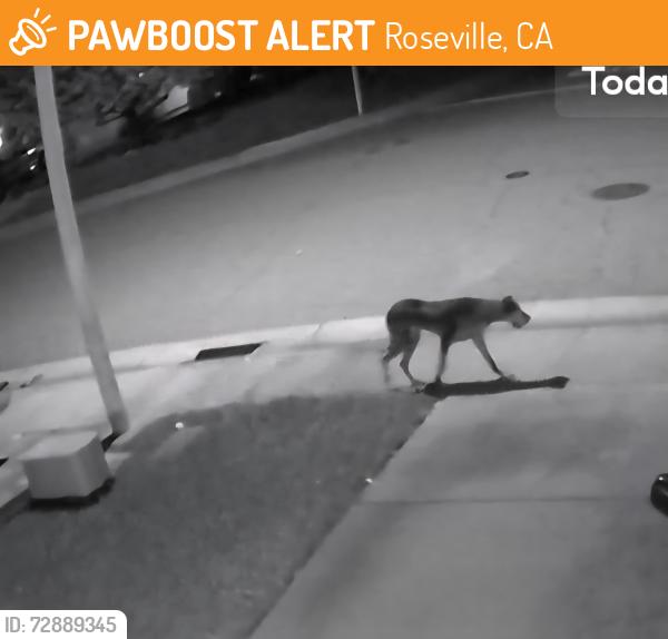 Found/Stray Unknown Dog last seen Junction & Woodcreek, Roseville, CA 95747