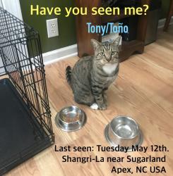 Lost Male Cat last seen Lemon drop Circle, Apex, NC 27502