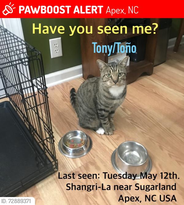 Lost Male Cat last seen Lemon drop Circle, Apex, NC 27502