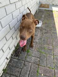 Found/Stray Male Dog last seen Laso Court, Orlando, Fl 32822, Orlando, FL 32822