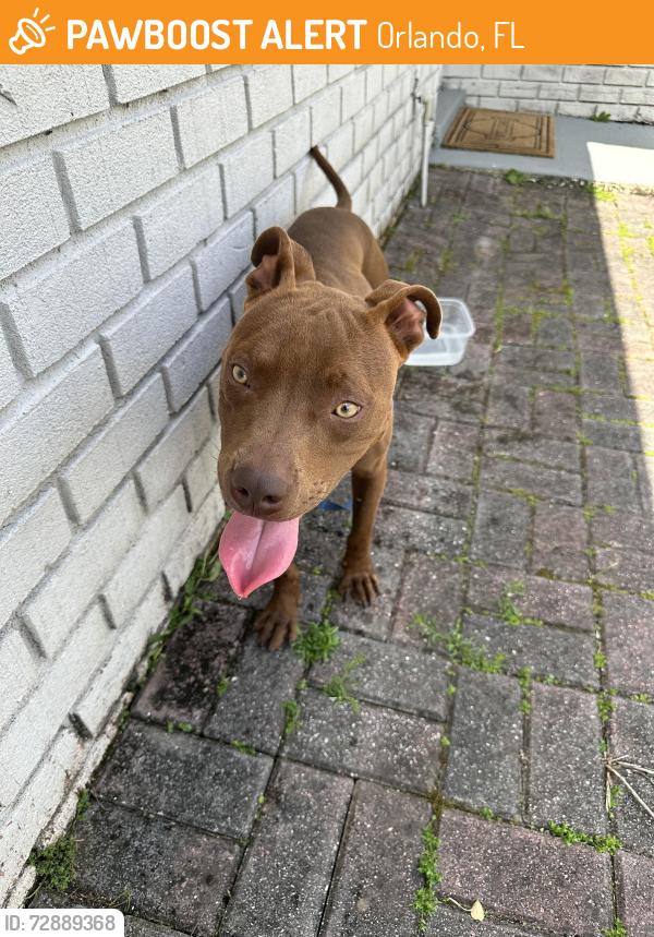 Found/Stray Male Dog last seen Laso Court, Orlando, Fl 32822, Orlando, FL 32822