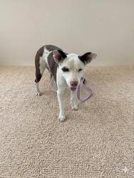 Shelter Stray Male Dog last seen Near BLOCK ST &B BISCYNE BLVD, Doral, FL 33122