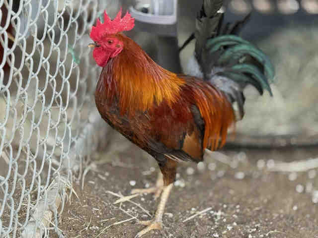 Shelter Stray Male Livestock last seen SAGE RD, Bonita, CA 91902