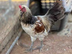 Shelter Stray Male Livestock last seen , Bonita, CA 91902