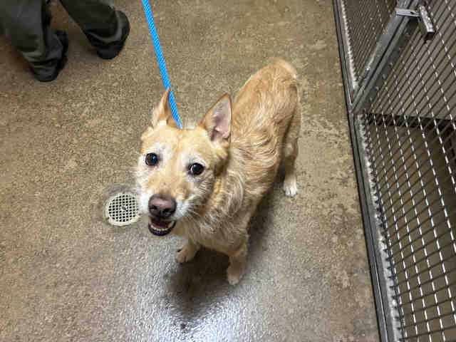 Shelter Stray Male Dog last seen , Bonita, CA 91902