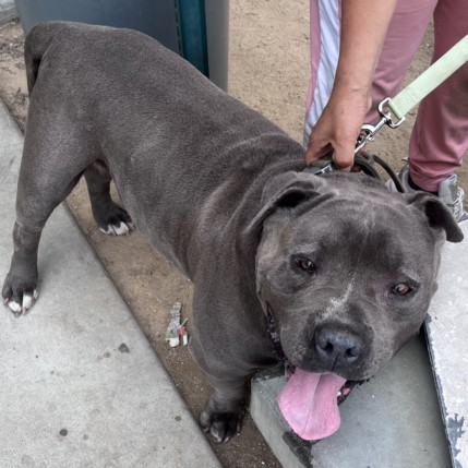 Shelter Stray Male Dog last seen , Los Angeles, CA 90047