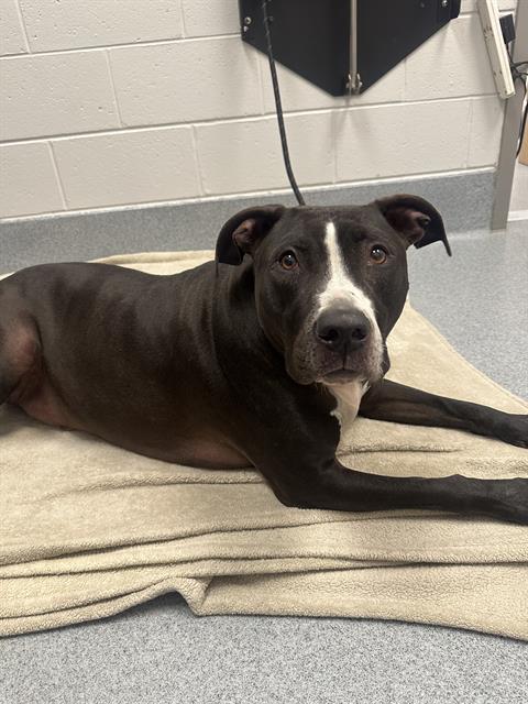 Shelter Stray Male Dog last seen Near , Indianapolis, IN 46221