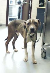 Shelter Stray Male Dog last seen Near BLOCK BUCKINGHAM AVE, FAYETTEVILLE NC 28301, 4704 Corporation Dr, Fayetteville, NC 28306, USA