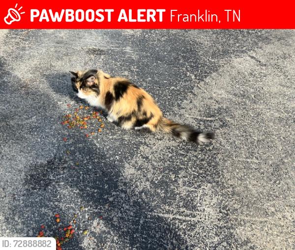 Lost Female Cat last seen Cool Springs East clbh/pool, Franklin, TN 37067