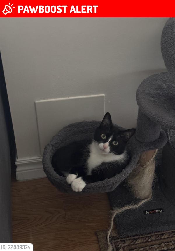 Lost Female Cat last seen Erin mills and Eglinton, Mississauga, ON L5M 4C6