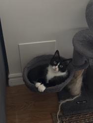 Lost Female Cat last seen Erin mills and Eglinton, Mississauga, ON L5M 4C6