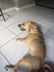 Lost Female Dog last seen Near Greenwillow St, Houston, TX 77067