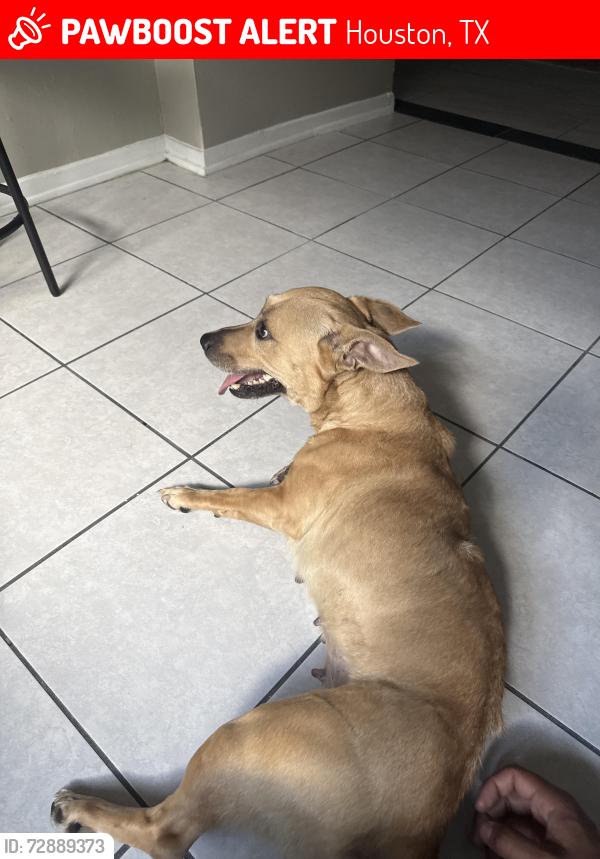 Lost Female Dog last seen Near Greenwillow St, Houston, TX 77067