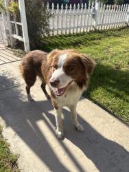 Found/Stray Male Dog last seen Orcutt EXPY, Santa Maria, CA 93455